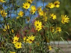 Weidenblättrige Sonnenblume 21 Weidenblättrige Sonnenblume -Günstiges Garten Zart Geschäft weidenblaettrige sonnenblume m058762 w 6