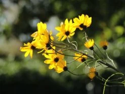 Weidenblättrige Sonnenblume 19 Weidenblättrige Sonnenblume -Günstiges Garten Zart Geschäft weidenblaettrige sonnenblume m058762 w 7