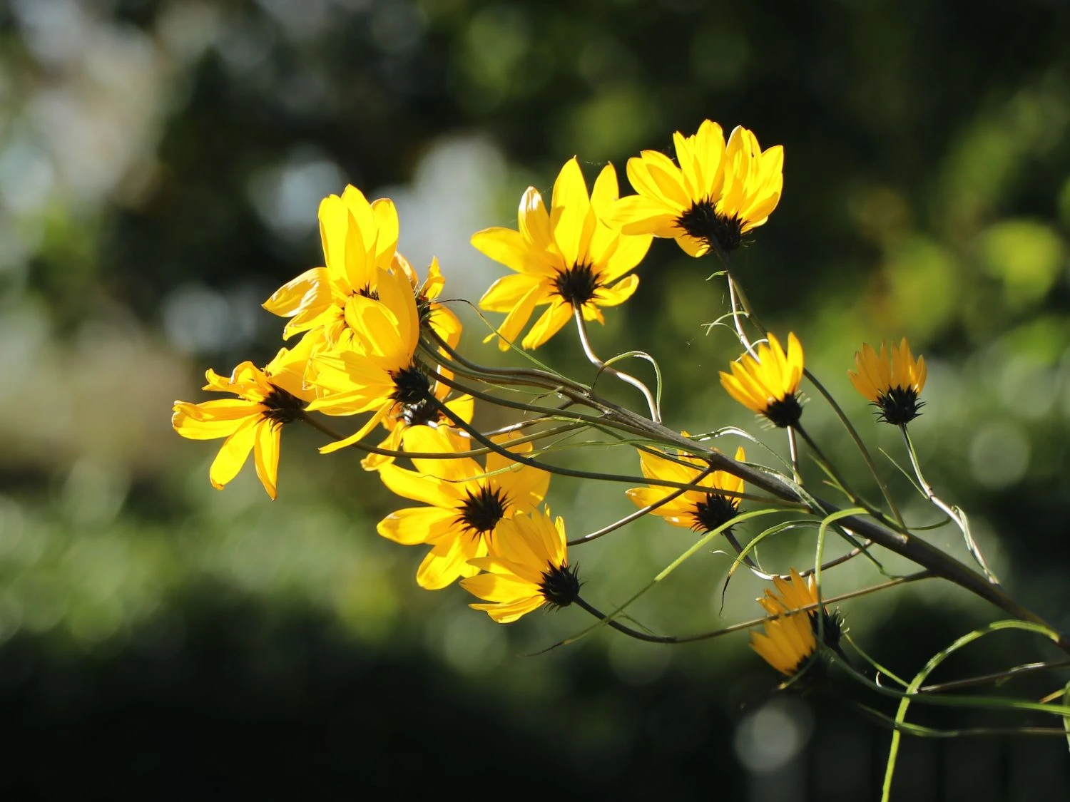 Weidenblättrige Sonnenblume 7 Weidenblättrige Sonnenblume – Bild 5