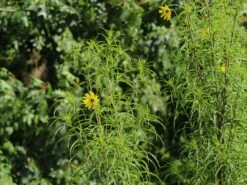 Weidenblättrige Sonnenblume 20 Weidenblättrige Sonnenblume -Günstiges Garten Zart Geschäft weidenblaettrige sonnenblume m058762 w 8