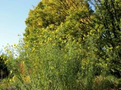 Weidenblättrige Sonnenblume 18 Weidenblättrige Sonnenblume -Günstiges Garten Zart Geschäft weidenblaettrige sonnenblume m058762 w 9