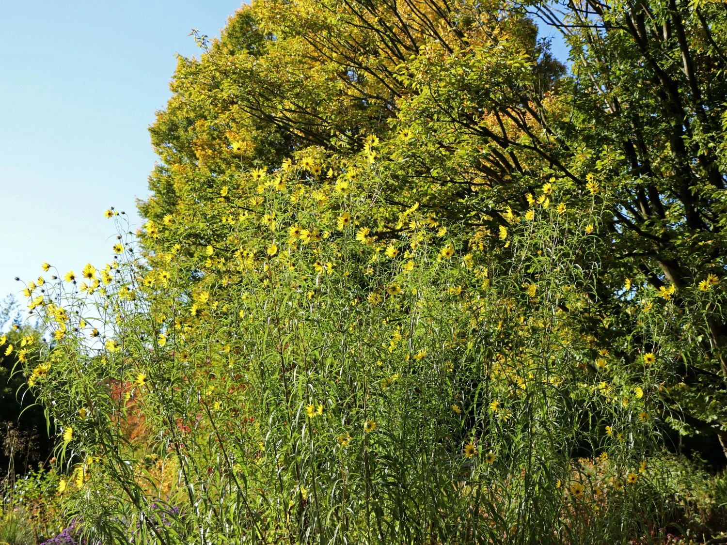 Weidenblättrige Sonnenblume 6 Weidenblättrige Sonnenblume – Bild 4