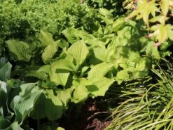 Weißblühende-Lilien-Funkie 'Royal Standard'