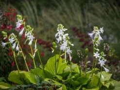 Weißblühende-Lilien-Funkie 'Royal Standard' -Günstiges Garten Zart Geschäft weissbluehende lilien funkie royal standard m009980 w 0