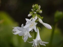 Weißblühende-Lilien-Funkie 'Royal Standard' -Günstiges Garten Zart Geschäft weissbluehende lilien funkie royal standard m009980 w 1