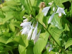 Weißblühende-Lilien-Funkie 'Royal Standard' -Günstiges Garten Zart Geschäft weissbluehende lilien funkie royal standard m009980 w 3