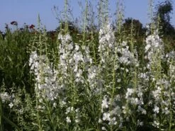 Weißblühendes Weidenröschen 20 Weißblühendes Weidenröschen -Günstiges Garten Zart Geschäft weissbluehendes weidenroeschen m058466 w 0