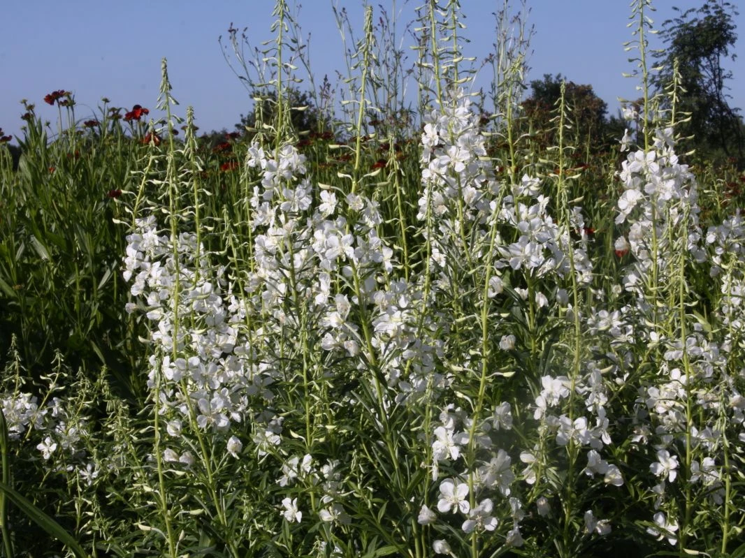 Weißblühendes Weidenröschen 11 Weißblühendes Weidenröschen – Bild 9