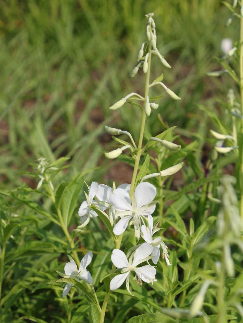 Weißblühendes Weidenröschen 12 Weißblühendes Weidenröschen – Bild 10