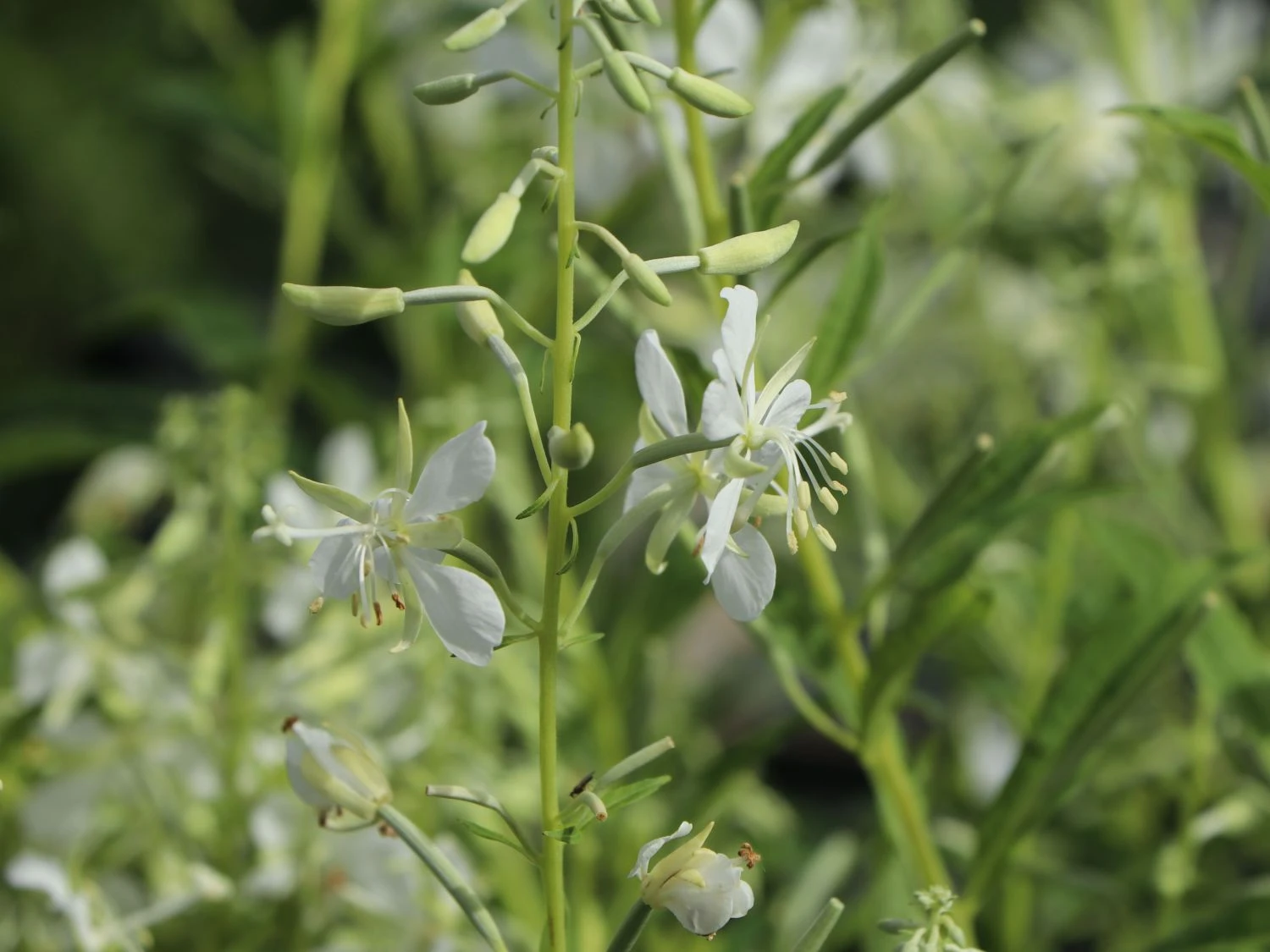 Weißblühendes Weidenröschen 7 Weißblühendes Weidenröschen – Bild 5