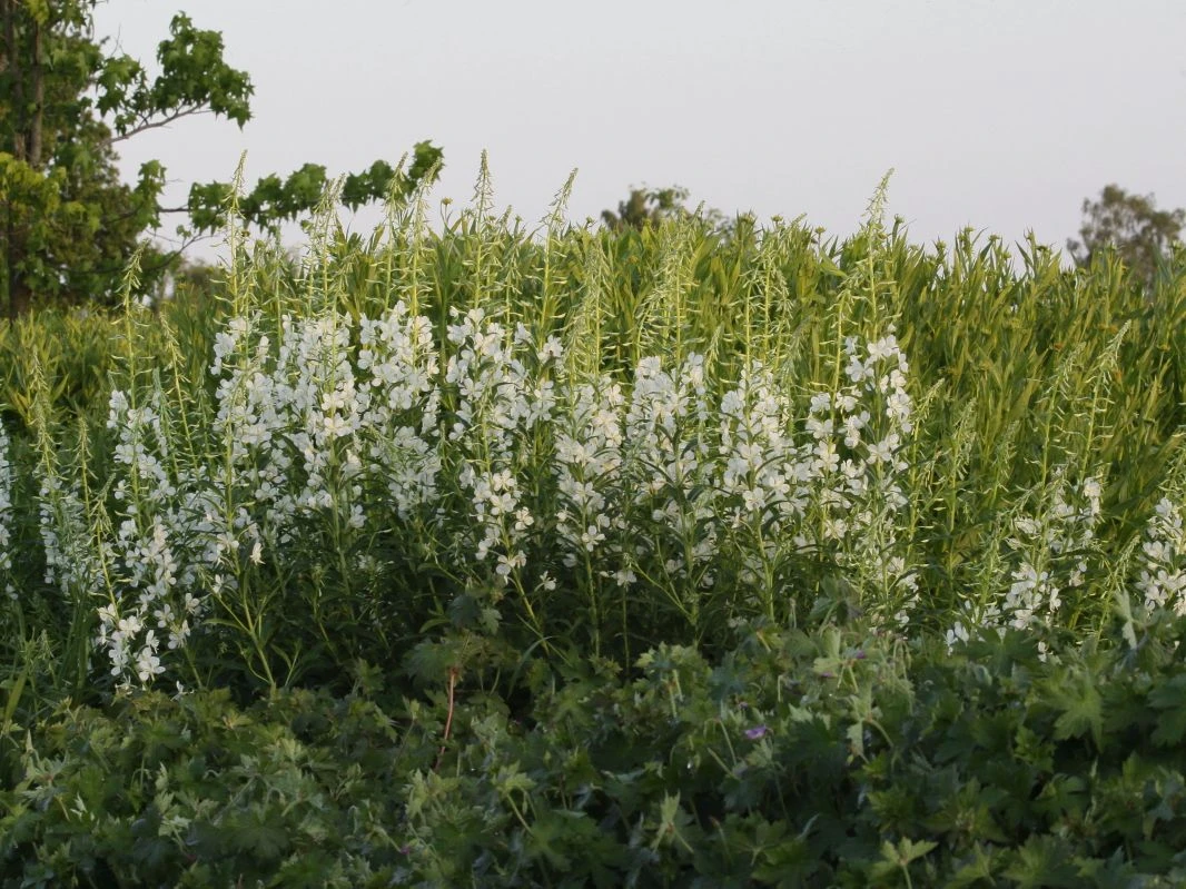 Weißblühendes Weidenröschen 4 Weißblühendes Weidenröschen – Bild 2