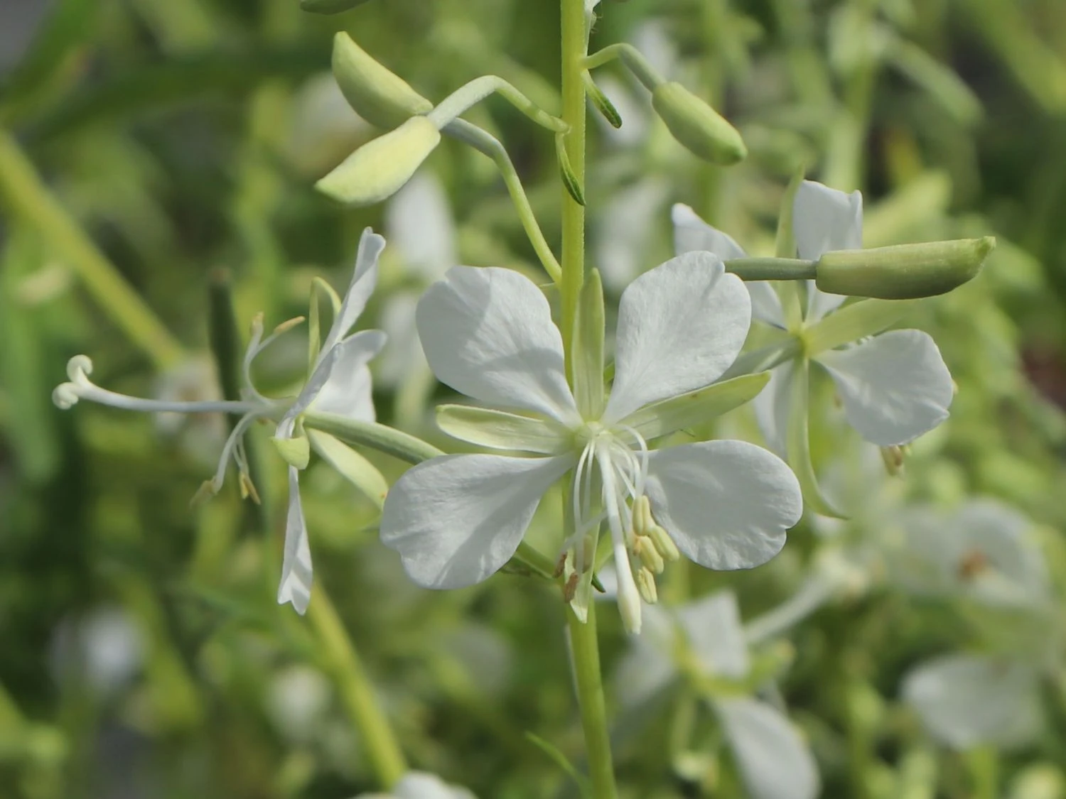 Weißblühendes Weidenröschen 10 Weißblühendes Weidenröschen – Bild 8