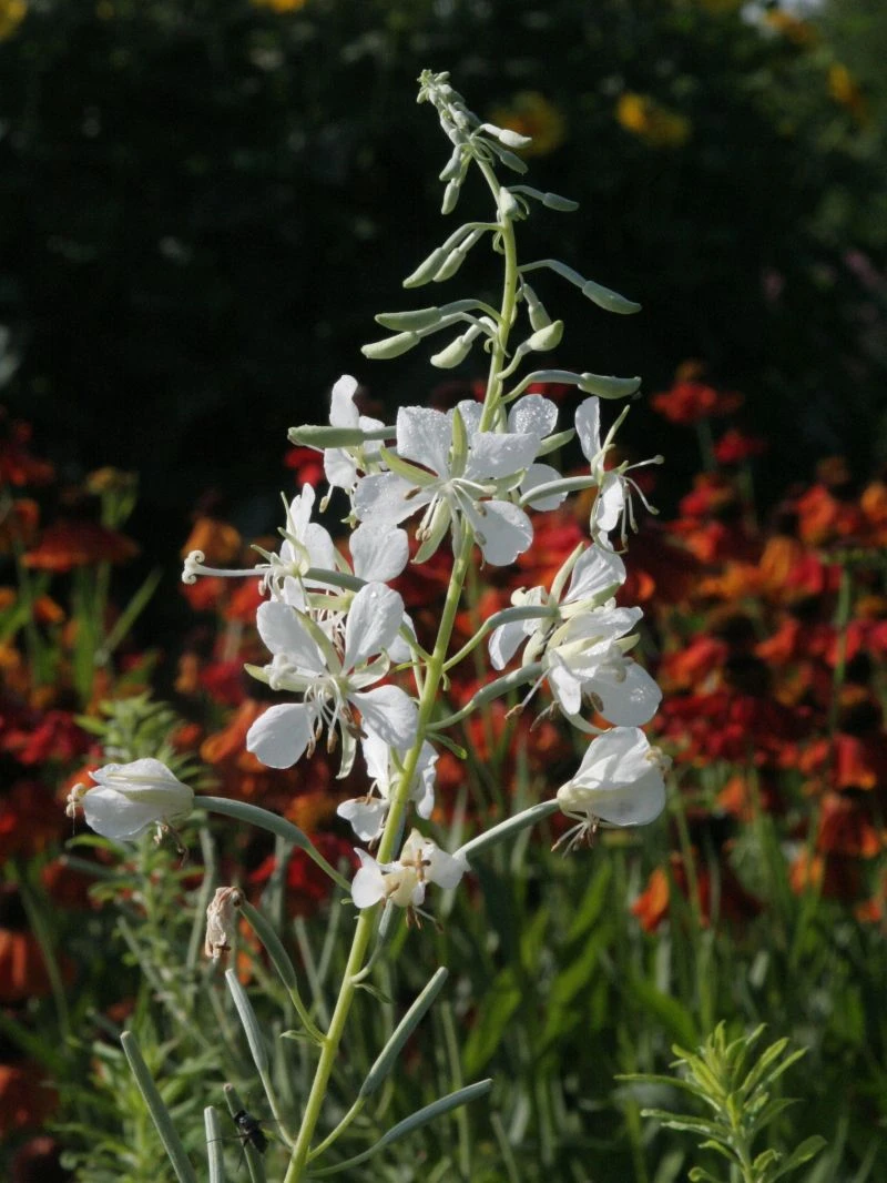 Weißblühendes Weidenröschen 8 Weißblühendes Weidenröschen – Bild 6