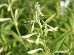 Weißblühendes Weidenröschen 18 Weißblühendes Weidenröschen -Günstiges Garten Zart Geschäft weissbluehendes weidenroeschen m058466 w 6