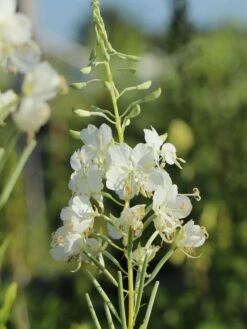 Weißblühendes Weidenröschen 14 Weißblühendes Weidenröschen -Günstiges Garten Zart Geschäft weissbluehendes weidenroeschen m058466 w 7