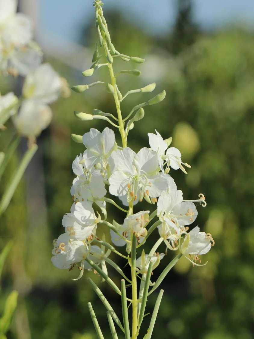 Weißblühendes Weidenröschen 5 Weißblühendes Weidenröschen – Bild 3