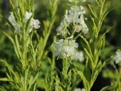 Weißblühendes Weidenröschen 15 Weißblühendes Weidenröschen -Günstiges Garten Zart Geschäft weissbluehendes weidenroeschen m058466 w 8