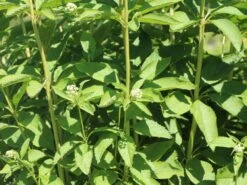 Weißer Wasserdost 'Bartered Bride' 16 Weißer Wasserdost 'Bartered Bride' -Günstiges Garten Zart Geschäft weisser wasserdost bartered bride m080016 w 0