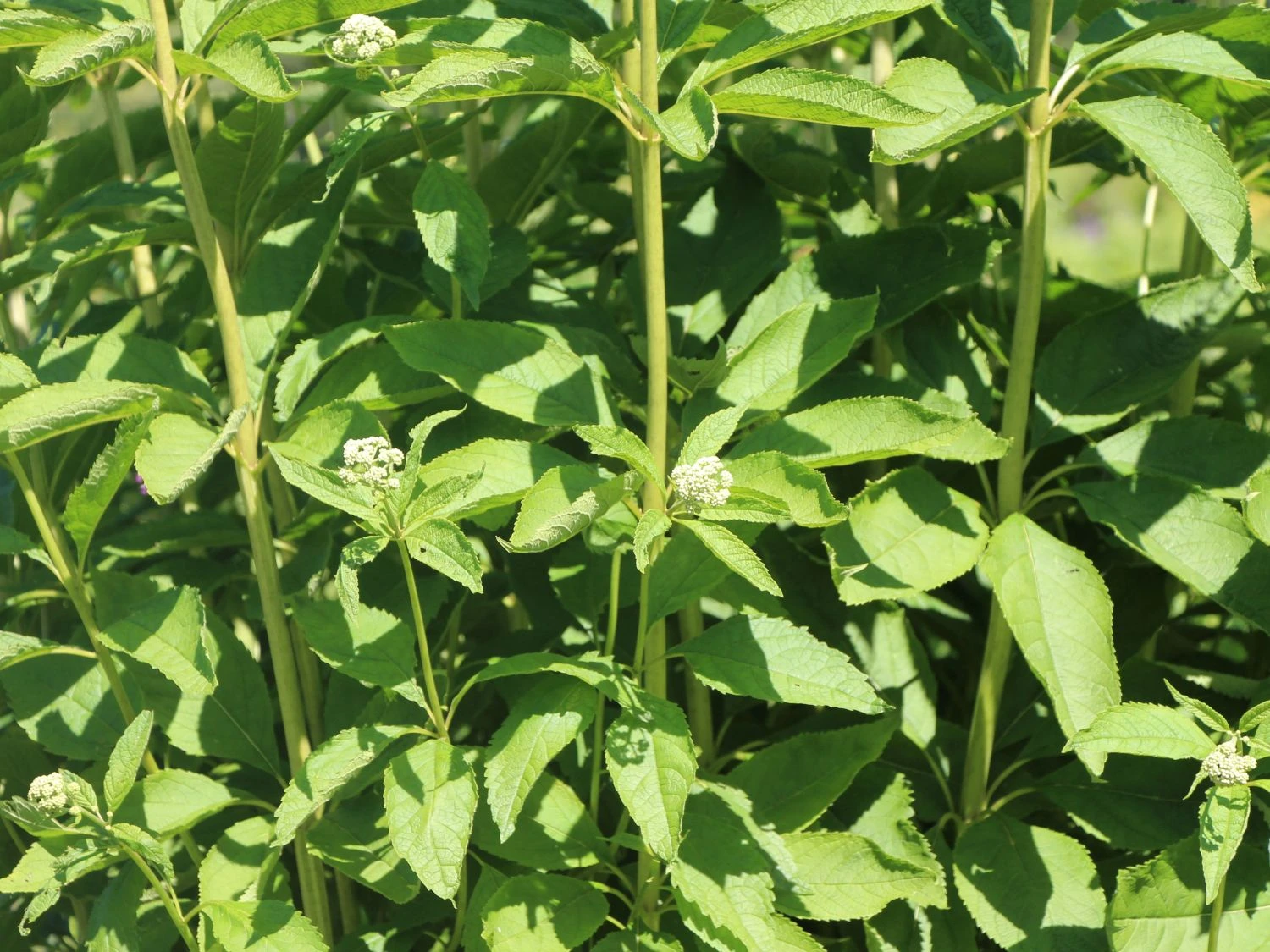 Weißer Wasserdost 'Bartered Bride' 9 Weißer Wasserdost 'Bartered Bride' – Bild 7