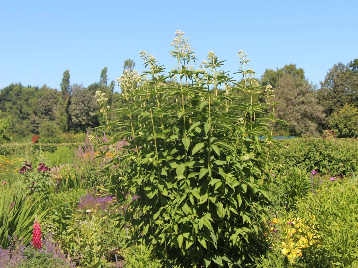 Weißer Wasserdost 'Bartered Bride' 7 Weißer Wasserdost 'Bartered Bride' – Bild 5