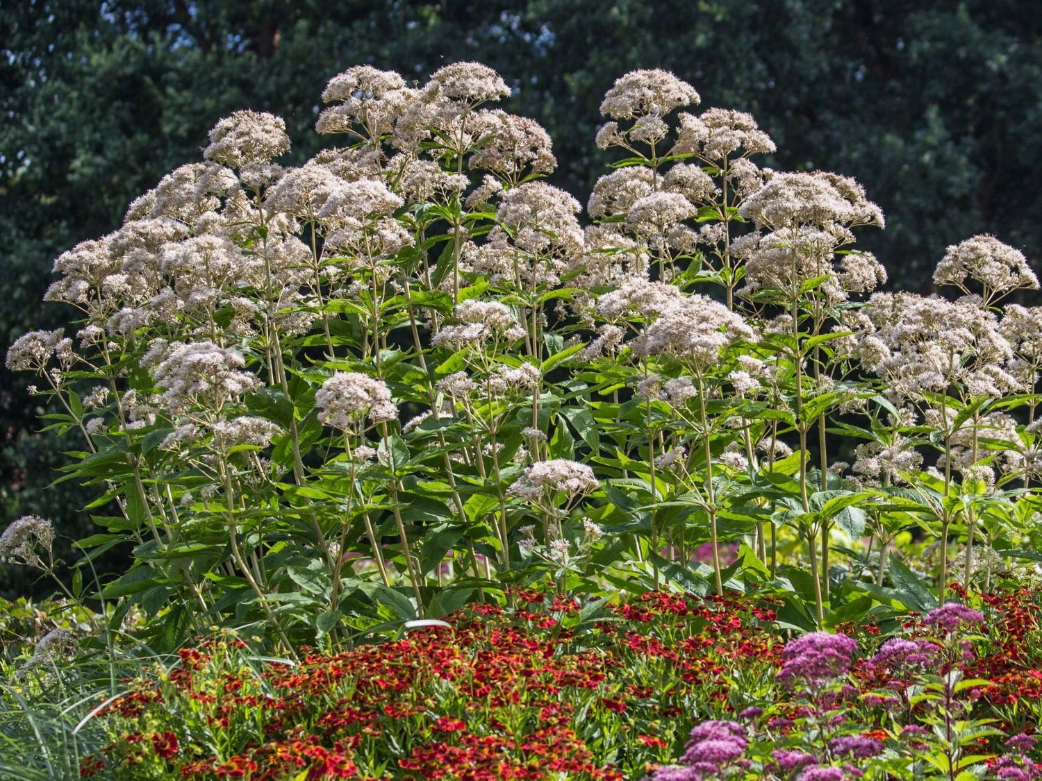 Weißer Wasserdost 'Bartered Bride' 4 Weißer Wasserdost 'Bartered Bride' – Bild 2