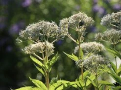 Weißer Wasserdost 'Bartered Bride' 13 Weißer Wasserdost 'Bartered Bride' -Günstiges Garten Zart Geschäft weisser wasserdost bartered bride m080016 w 5