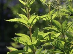 Weißer Wasserdost 'Bartered Bride' 12 Weißer Wasserdost 'Bartered Bride' -Günstiges Garten Zart Geschäft weisser wasserdost bartered bride m080016 w 6