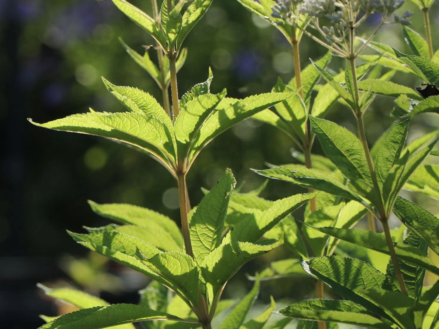 Weißer Wasserdost 'Bartered Bride' 5 Weißer Wasserdost 'Bartered Bride' – Bild 3