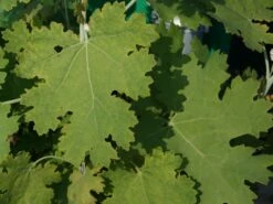 Weißlichblühender Federmohn -Günstiges Garten Zart Geschäft weisslichbluehender federmohn m001660 w 0