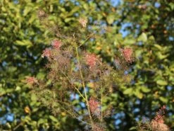 Weißlichblühender Federmohn -Günstiges Garten Zart Geschäft weisslichbluehender federmohn m001660 w 4