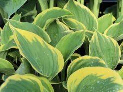 Gelbrand-Funkie 'Liberty' -Günstiges Garten Zart Geschäft weissrand funkie liberty m059027 w 0