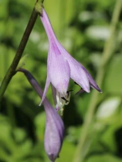 Wellblatt-Funkie 'Mediovariegata' -Günstiges Garten Zart Geschäft wellblatt funkie mediovariegata m059091 w 0