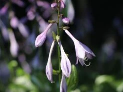 Wellblatt-Funkie 'Mediovariegata' -Günstiges Garten Zart Geschäft wellblatt funkie mediovariegata m059091 w 1