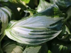 Wellblatt-Funkie 'Mediovariegata' -Günstiges Garten Zart Geschäft wellblatt funkie mediovariegata m059091 w 2