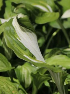 Wellblatt-Funkie 'Mediovariegata' -Günstiges Garten Zart Geschäft wellblatt funkie mediovariegata m059091 w 3