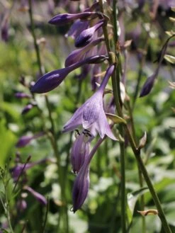 Wellblatt-Funkie 'Mediovariegata' -Günstiges Garten Zart Geschäft wellblatt funkie mediovariegata m059091 w 4