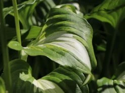 Wellblatt-Funkie 'Mediovariegata' -Günstiges Garten Zart Geschäft wellblatt funkie mediovariegata m059091 w 5