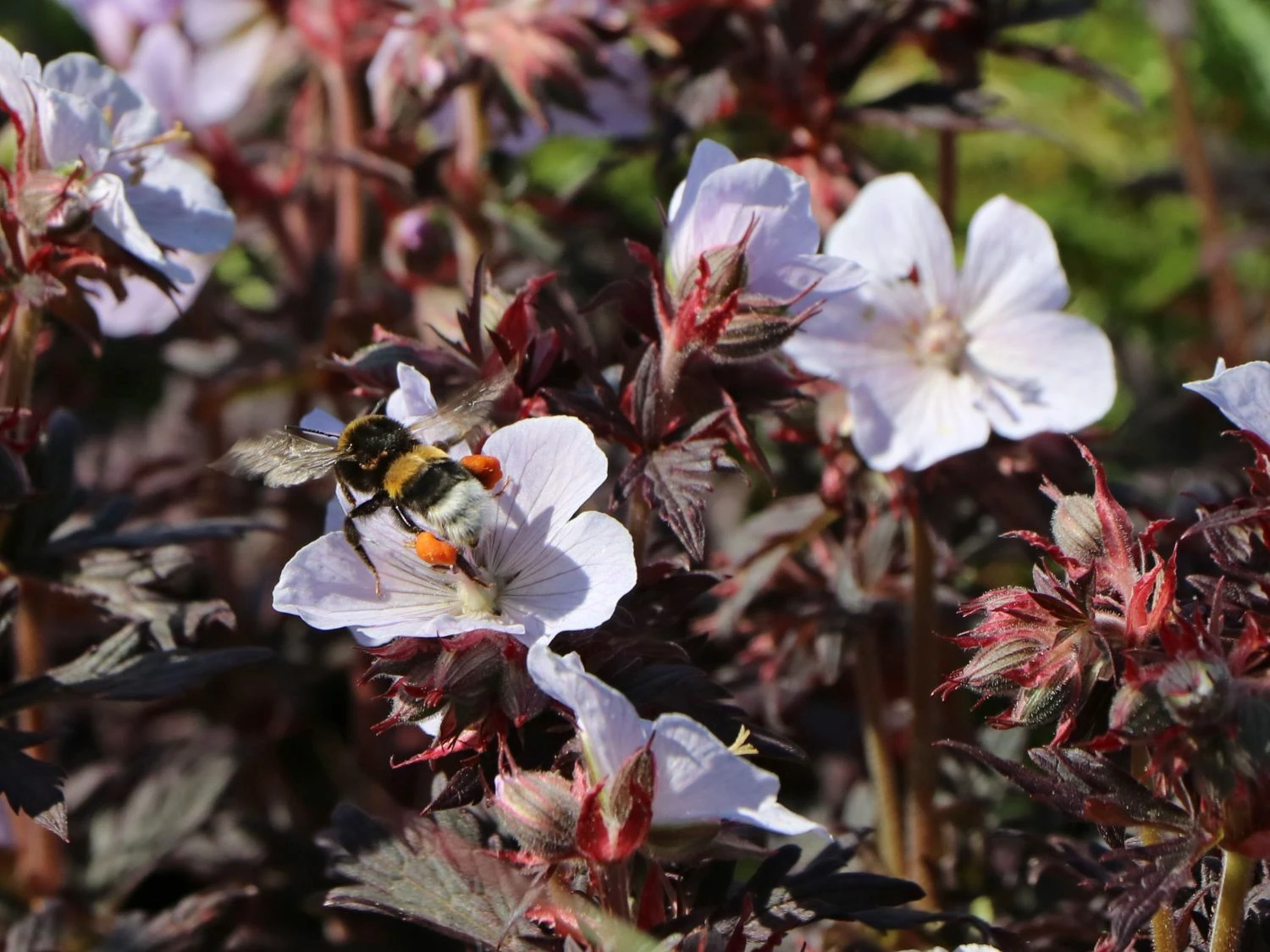 Wiesen-Storchschnabel 'Black'n White Army' 4 Wiesen-Storchschnabel 'Black'n White Army' – Bild 2