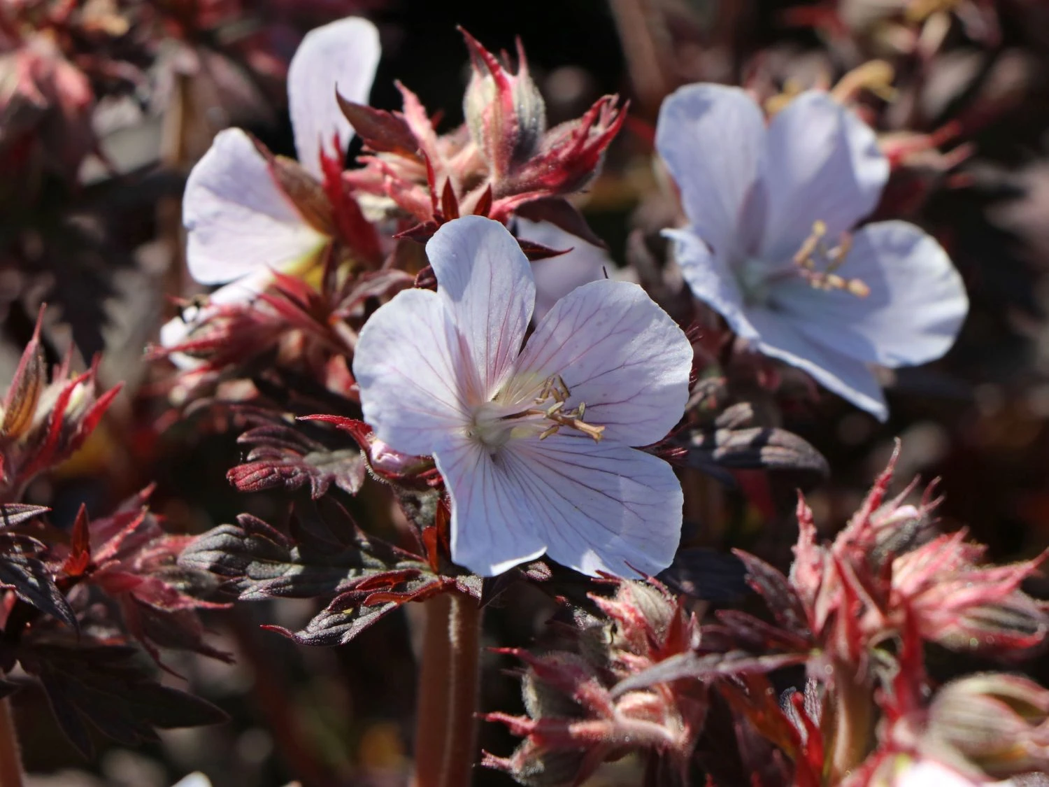 Wiesen-Storchschnabel 'Black'n White Army' 5 Wiesen-Storchschnabel 'Black'n White Army' – Bild 3