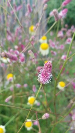 Wiesenknopf 'Pink Tanna' 21 Wiesenknopf 'Pink Tanna' -Günstiges Garten Zart Geschäft wiesenknopf pink tanna m060359 948579 0