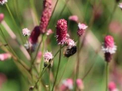 Wiesenknopf 'Pink Tanna' 13 Wiesenknopf 'Pink Tanna' -Günstiges Garten Zart Geschäft wiesenknopf pink tanna m060359 w 0