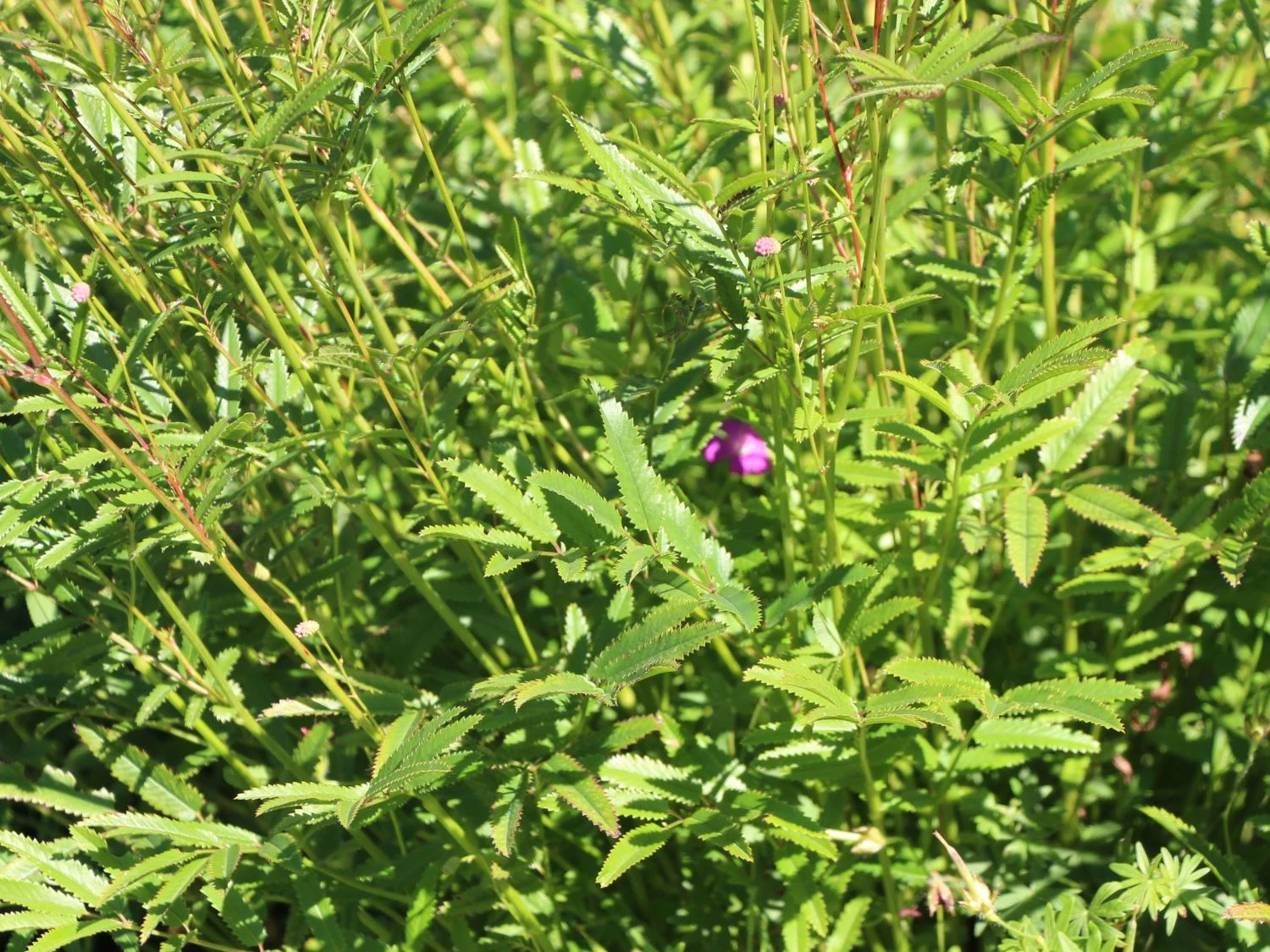 Wiesenknopf 'Pink Tanna' 7 Wiesenknopf 'Pink Tanna' – Bild 5