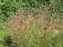 Wiesenknopf 'Pink Tanna' 18 Wiesenknopf 'Pink Tanna' -Günstiges Garten Zart Geschäft wiesenknopf pink tanna m060359 w 2