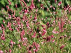 Wiesenknopf 'Pink Tanna' 19 Wiesenknopf 'Pink Tanna' -Günstiges Garten Zart Geschäft wiesenknopf pink tanna m060359 w 3
