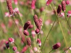 Wiesenknopf 'Pink Tanna' 20 Wiesenknopf 'Pink Tanna' -Günstiges Garten Zart Geschäft wiesenknopf pink tanna m060359 w 4