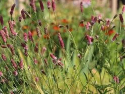 Wiesenknopf 'Pink Tanna' 17 Wiesenknopf 'Pink Tanna' -Günstiges Garten Zart Geschäft wiesenknopf pink tanna m060359 w 5