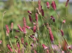 Wiesenknopf 'Pink Tanna' 15 Wiesenknopf 'Pink Tanna' -Günstiges Garten Zart Geschäft wiesenknopf pink tanna m060359 w 6