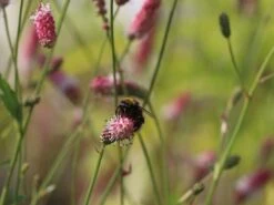 Wiesenknopf 'Pink Tanna' 14 Wiesenknopf 'Pink Tanna' -Günstiges Garten Zart Geschäft wiesenknopf pink tanna m060359 w 7