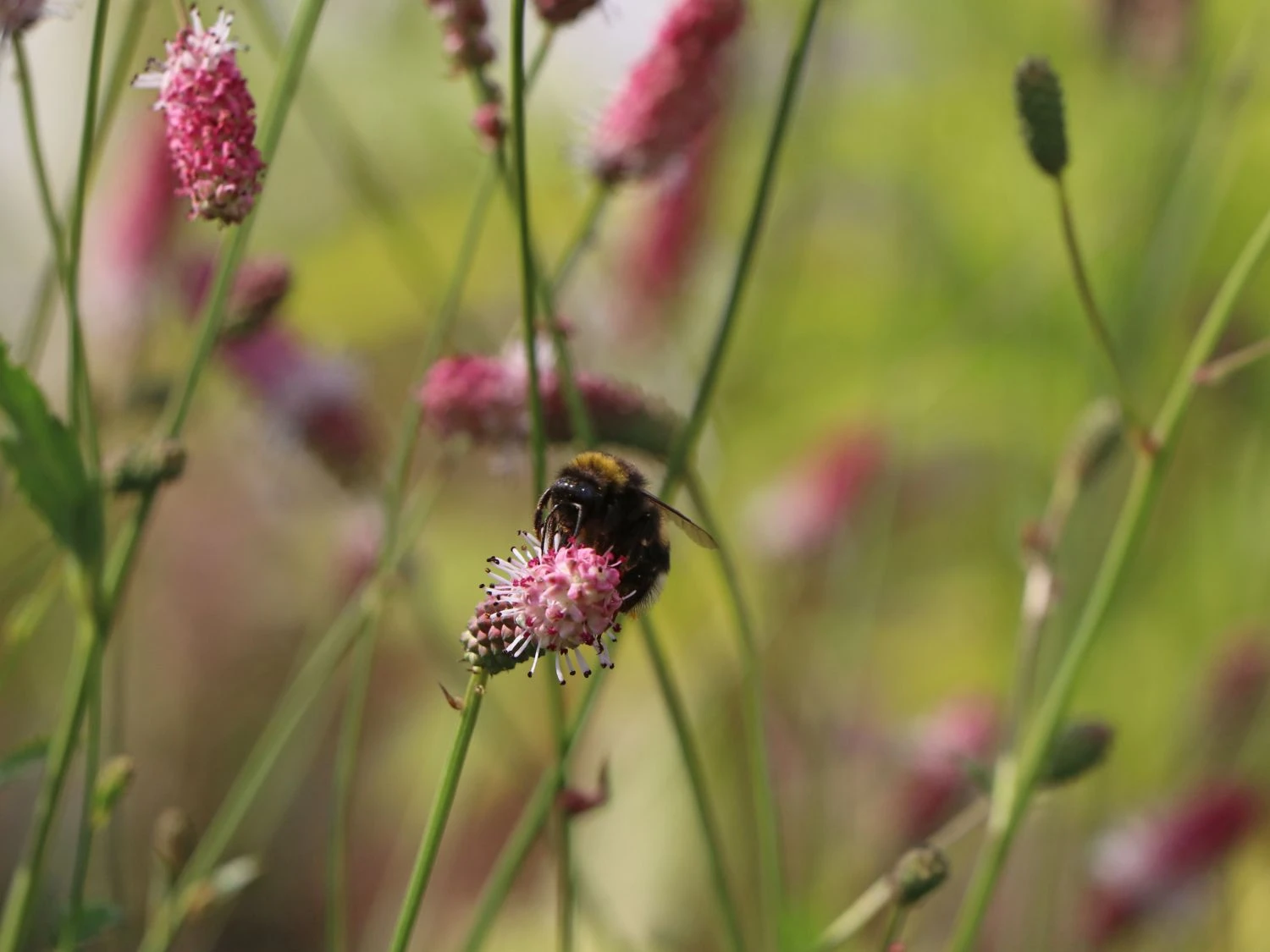 Wiesenknopf 'Pink Tanna' 5 Wiesenknopf 'Pink Tanna' – Bild 3