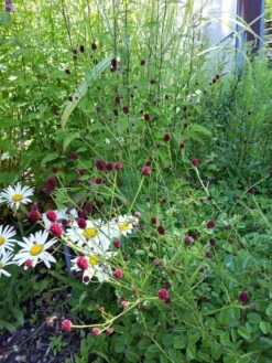 Wiesenknopf 'Tanna' -Günstiges Garten Zart Geschäft wiesenknopf tanna m060361 193676 0